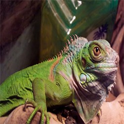 green_iguana